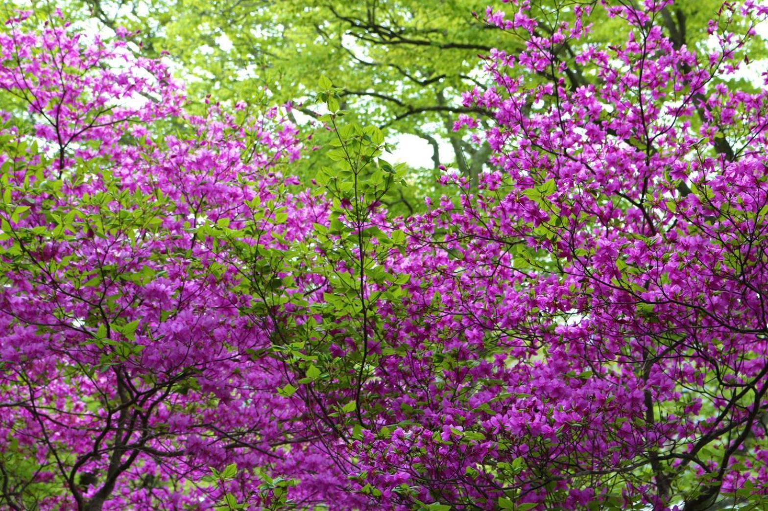 Hatago Nagomi Nikko Exterior foto
